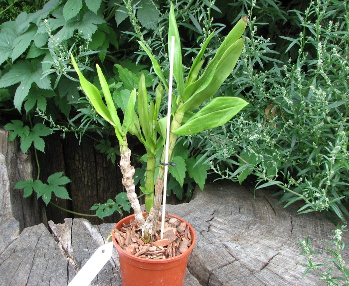 Dendrobium formosum.JPG