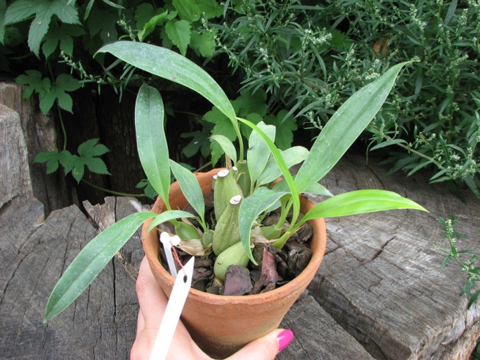 Coelogyne flaccida.JPG