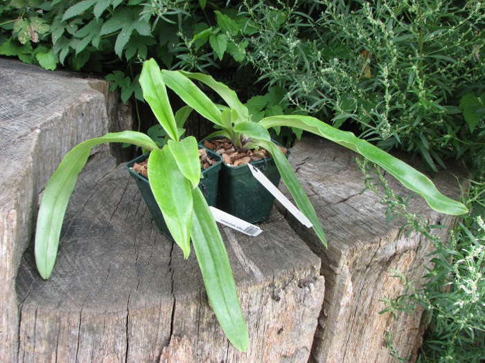Paphiopedilum spicerianum.JPG