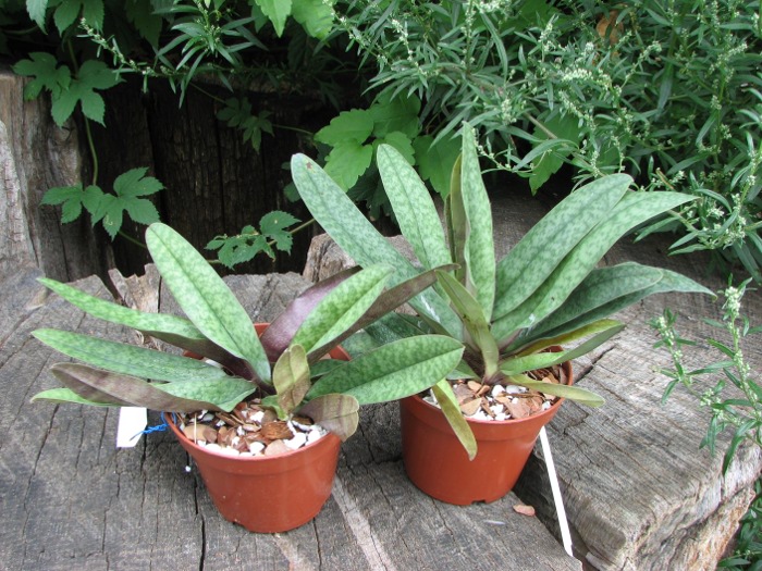 Paphiopedilum bellatulum x spicerianum.JPG
