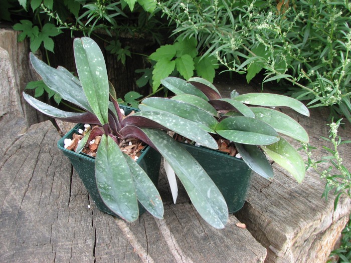 Paphiopedilum godefroyae.JPG