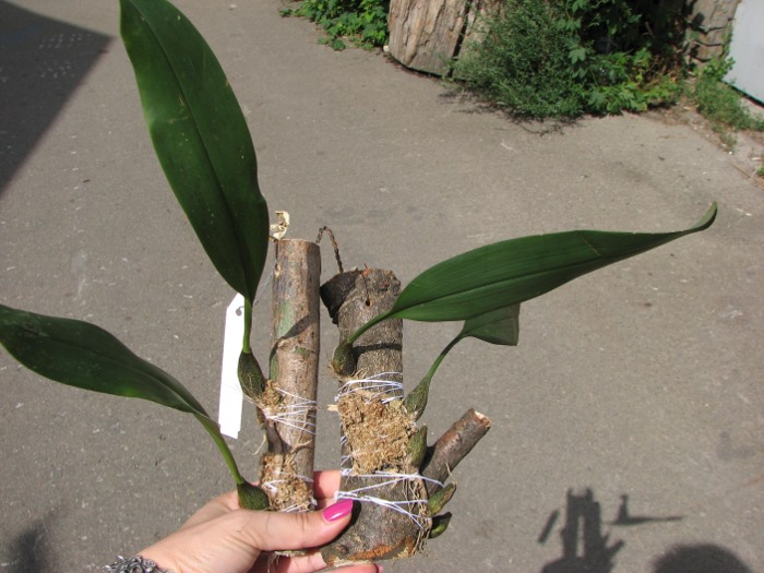 Bulbophyllum facetum.JPG