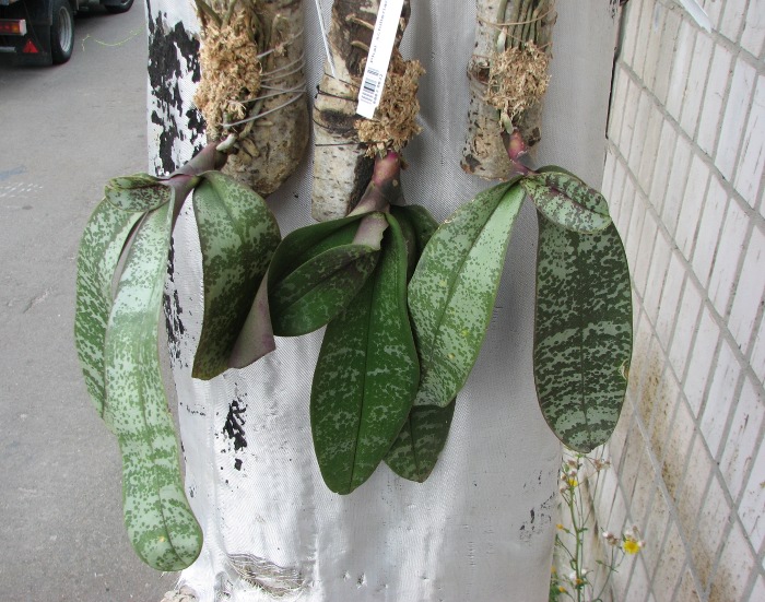 Phalaenopsis schilleriana.JPG