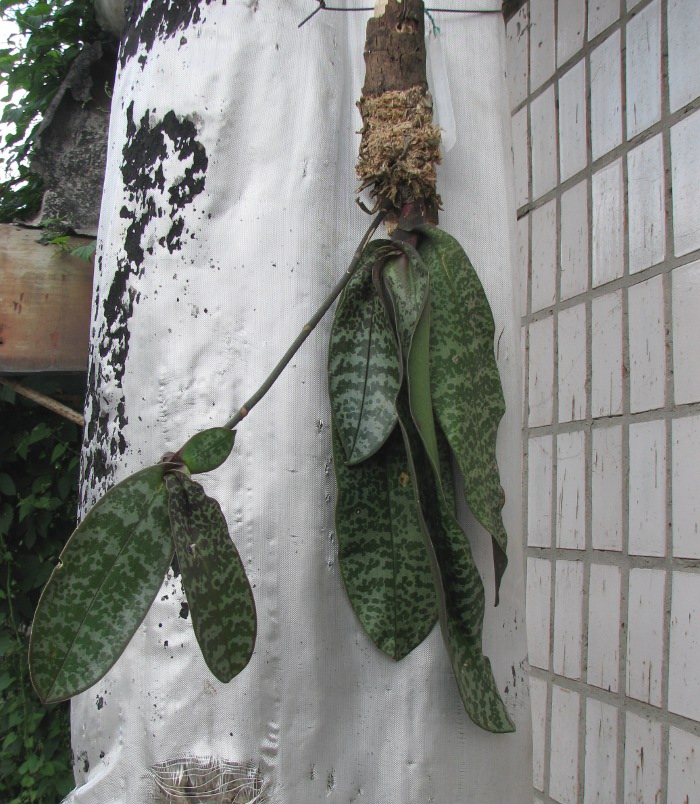 Phalaenopsis schilleriana var. immaculata.JPG