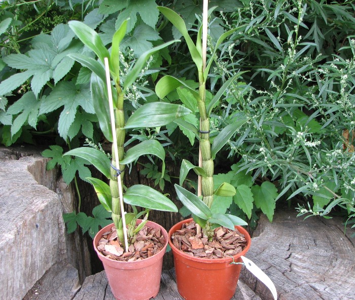 Dendrobium draconis.JPG