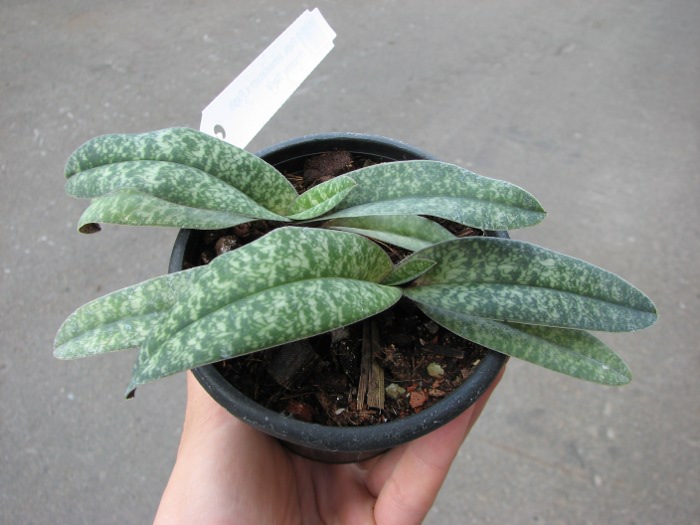 Paphiopedilum armeniacum x Paphiopedilum concolor 'Daya'.JPG