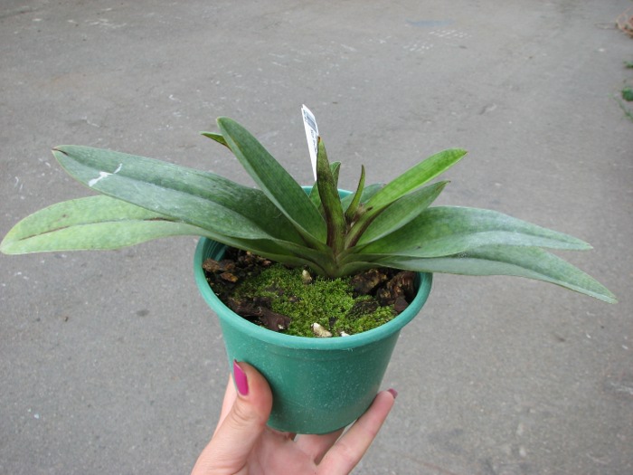 Paphiopedilum delenatii x Paphiopedilum Deena Nicol 'In-Charm'.JPG