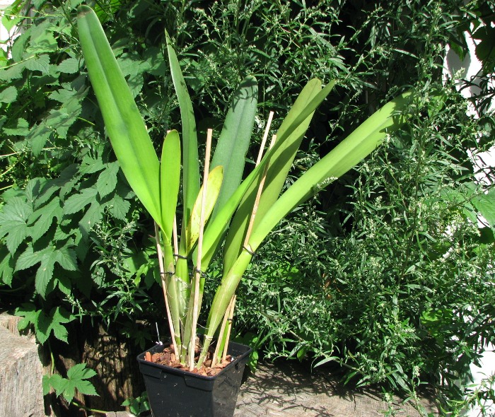 Laelia purpurata (Anelata 'Adans' x Anelata).JPG