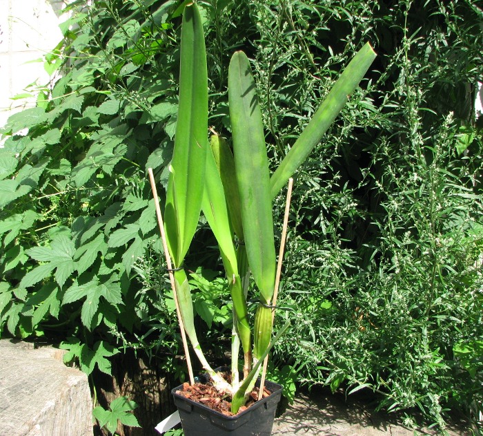 Laelia purpurata alba.JPG