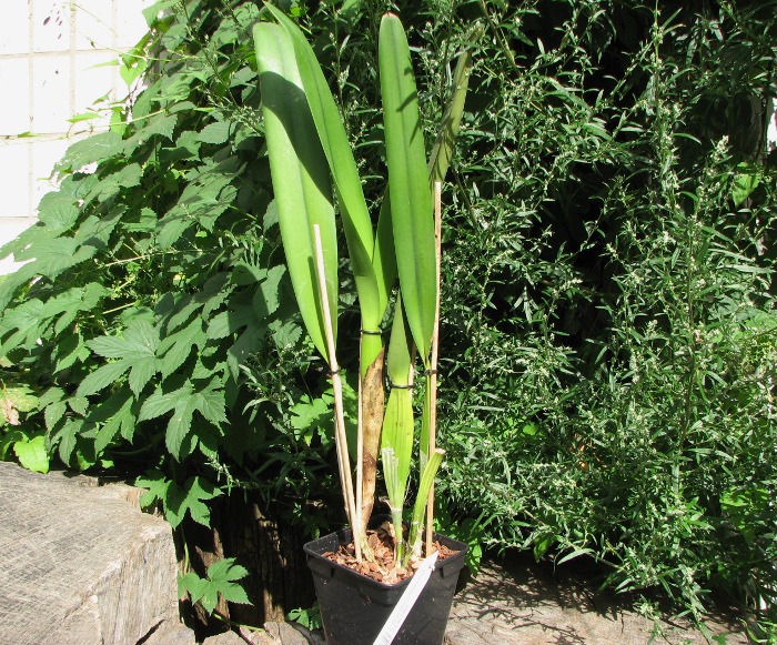 Laelia purpurata (Schusteriana x aco do Clito).JPG