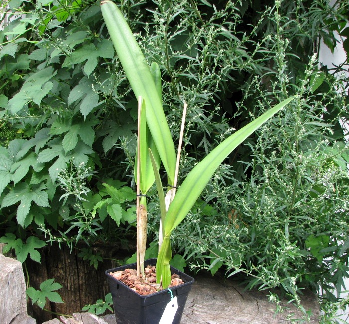 Laelia purpurata (venosa x trilabelo).JPG