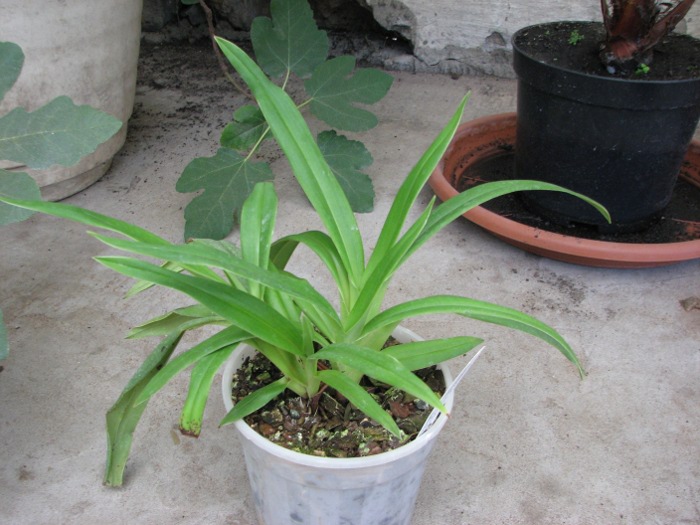 Phragmipedium Hanne Popow (besseae x schlimii).JPG