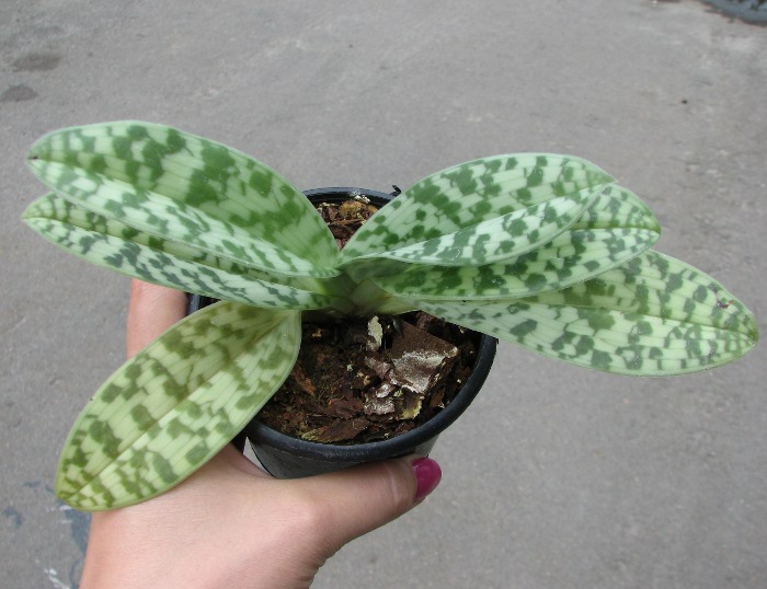 Paphiopedilum curtisii x Shin-Yi Heart.JPG