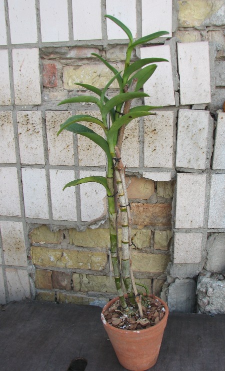 Dendrobium Milo x Dendrobium Tosons var. Blue.JPG