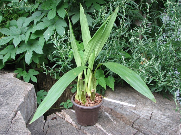 Coelogyne merrillii.JPG