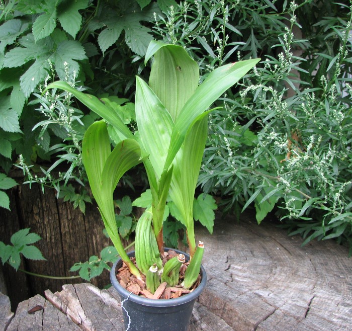 Coelogyne marmorata.JPG