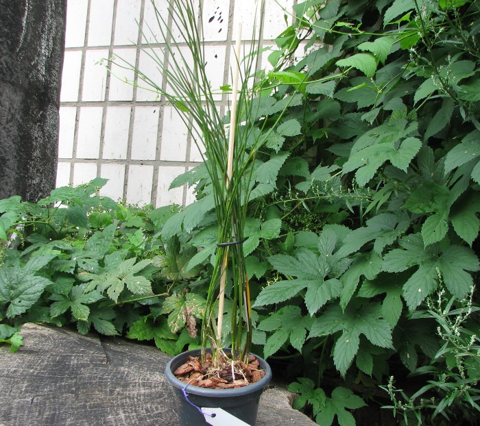 Dendrobium polytrichum.JPG