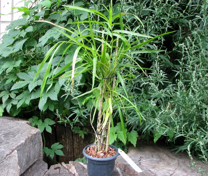 Dendrobium hancockii.JPG