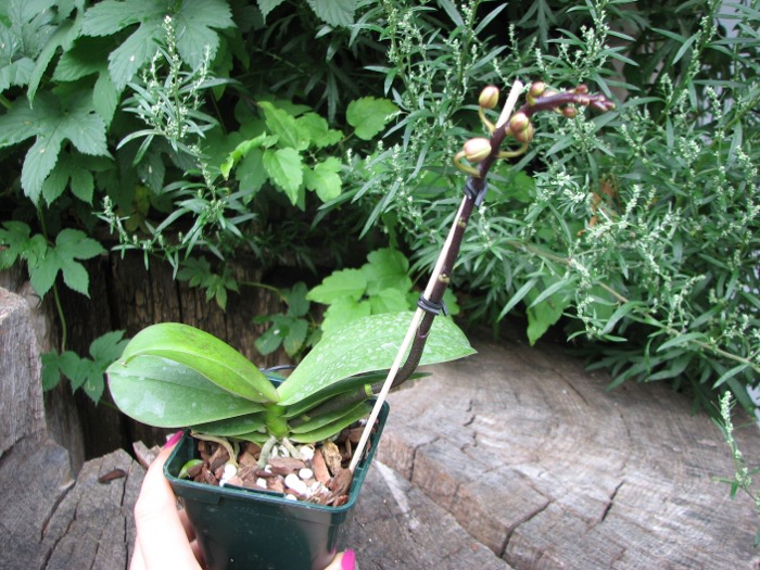 Phalaenopsis Liu's Rainbow.JPG