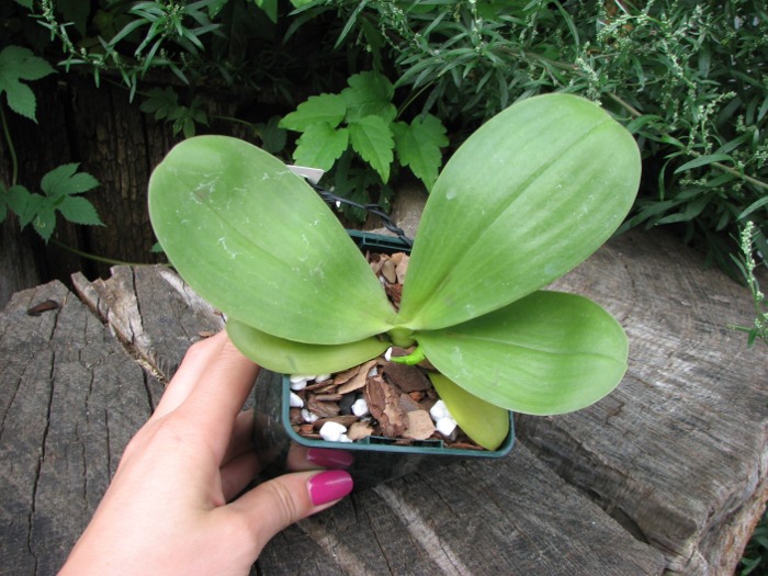 Phalaenopsis (Gelblieber x mariae).JPG