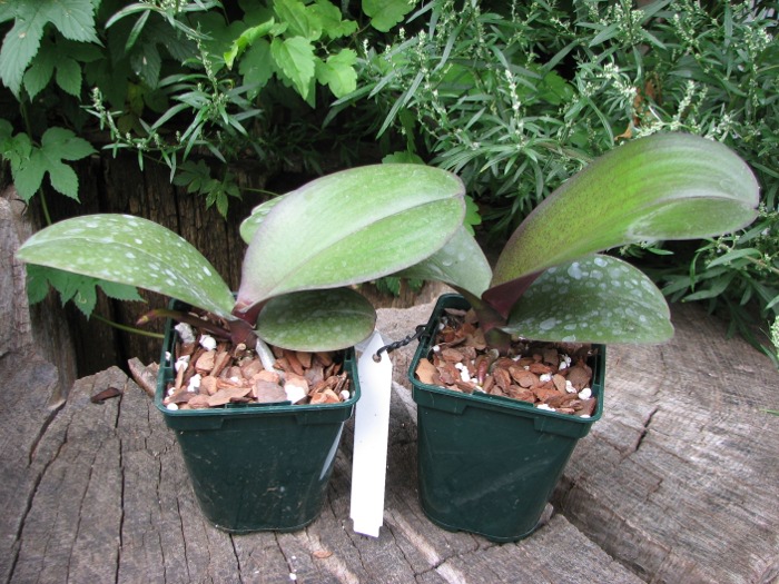 Phalaenopsis Red Lightning.JPG