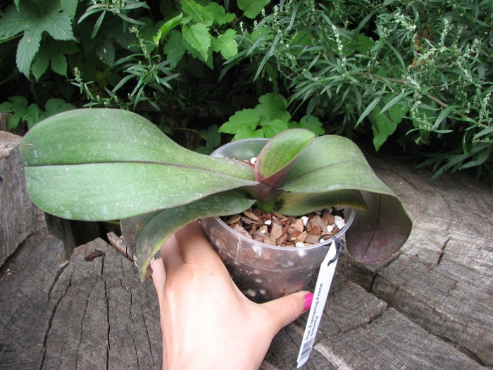 Phalaenopsis Everspring Prince 'Butterfly'.JPG
