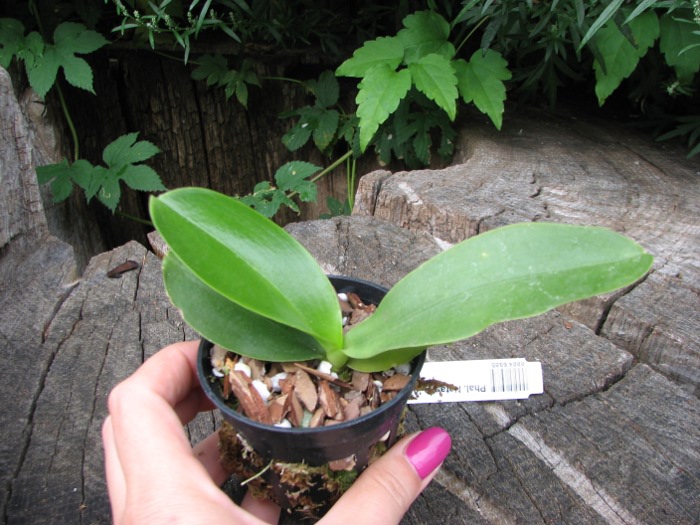 Phalaenopsis Natasha 'Aiko'.JPG
