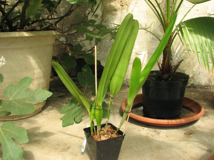 Laelia purpurata alba.JPG