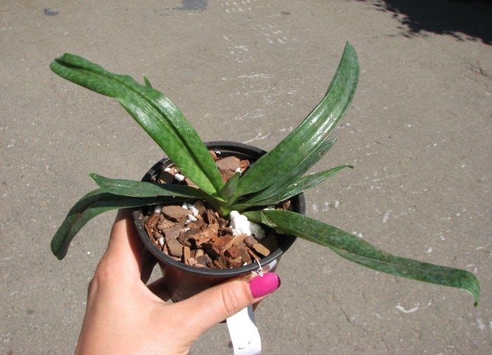 Paphiopedilum rothschildianum 'JS' x bellatulum.JPG