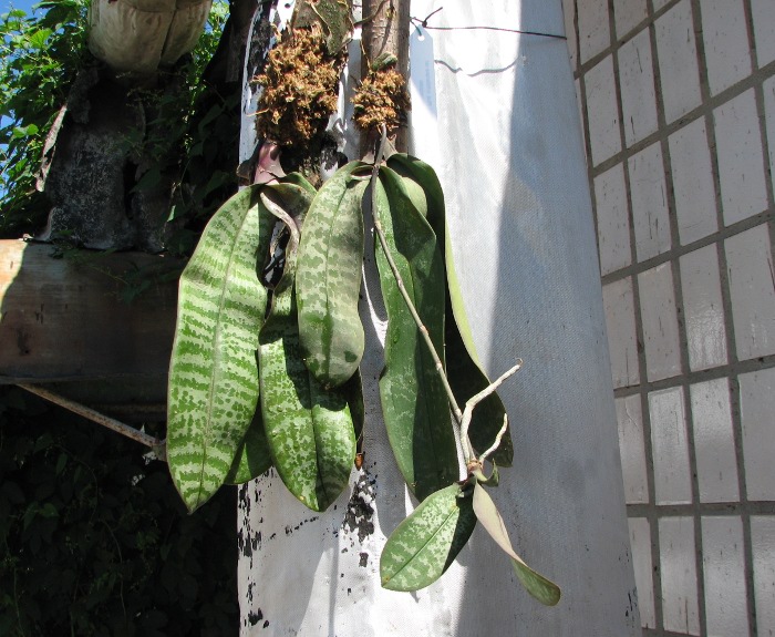 Phalaenopsis schilleriana var. immaculata.JPG