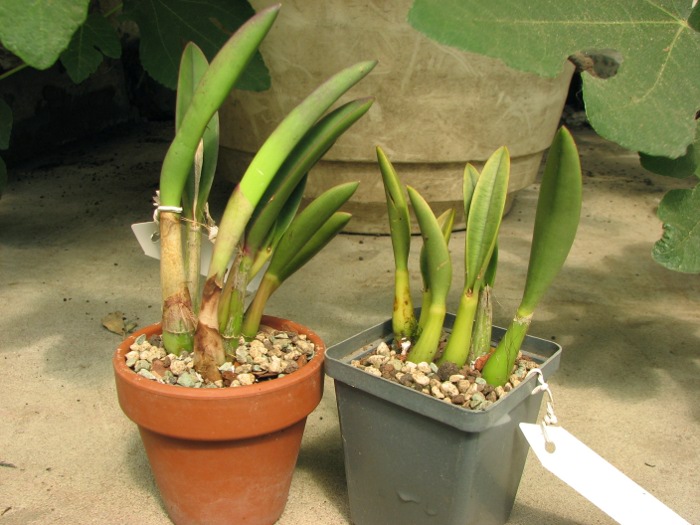 Laelia briegeri.JPG
