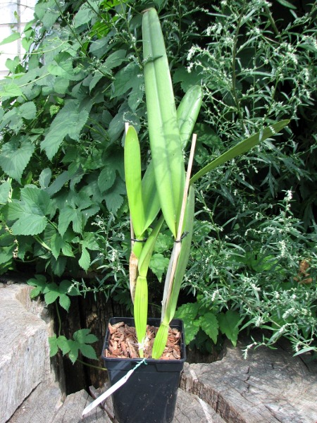 Laelia purpurata (venosa x trilabelo).JPG
