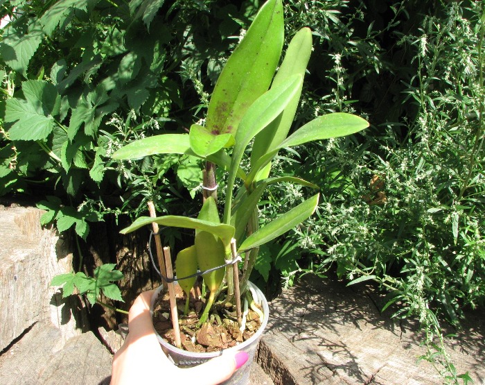 Cattleya (Penny Kuroda x Corcovado).JPG