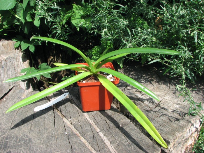 Paphiopedilum hirsutissimum.JPG