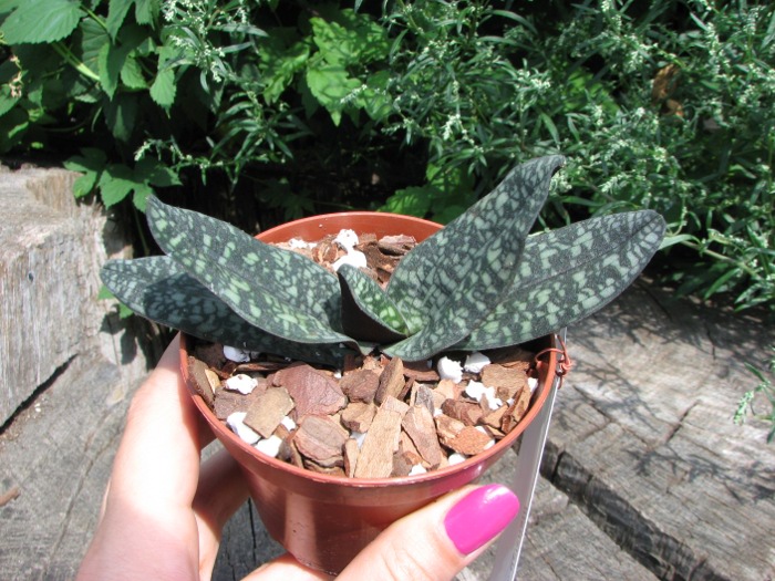 Paphiopedilum delenatii.JPG
