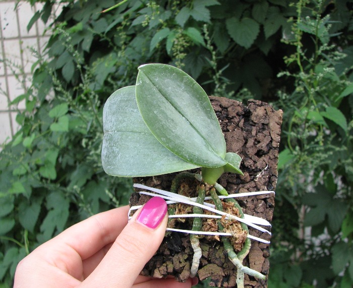 Phalaenopsis gigantea.JPG
