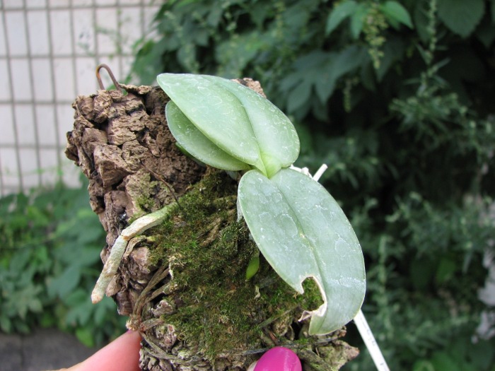 Phalaenopsis gigantea.JPG