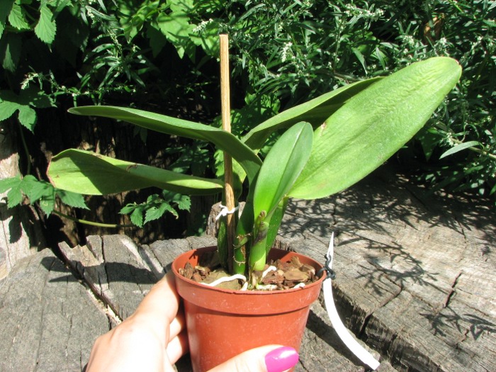 Sophrolaeliocattleya Little Hazel 'M' (Slc. Hazel Boyd x Sl. Psyche).JPG