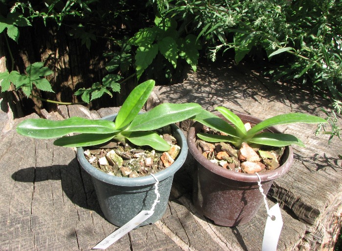 Paphiopedilum emersonii.JPG