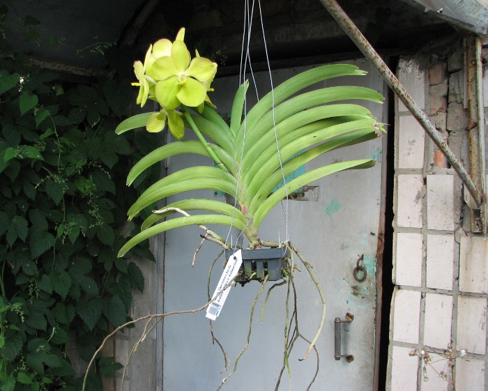 Vanda Kultana Gold x Ascocenda Kultana White Will.JPG