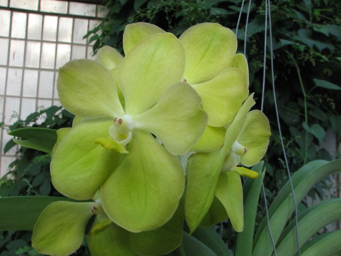 Vanda Kultana Gold x Ascocenda Kultana White Will.JPG