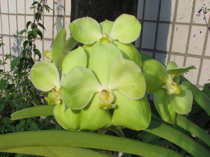 Ascocenda Ram Indra x Ascocenda Krailerk White x Vanda Kultana Gold.JPG