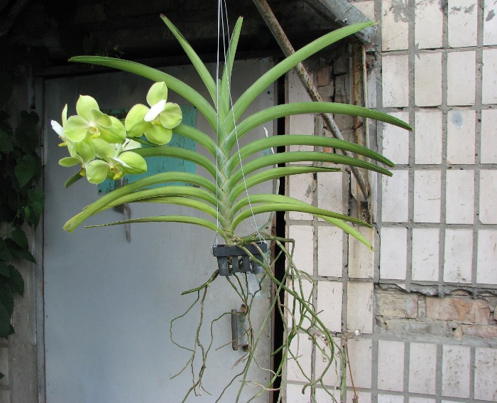 Ascocenda Ram Indra x Ascocenda Krailerk White x Vanda Kultana Gold.JPG