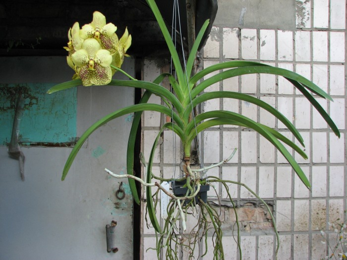 Vanda Thananchai x Ascocenda Kultana Brown.JPG