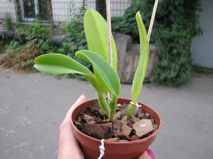 Cattleya dowiana rosea x self.JPG