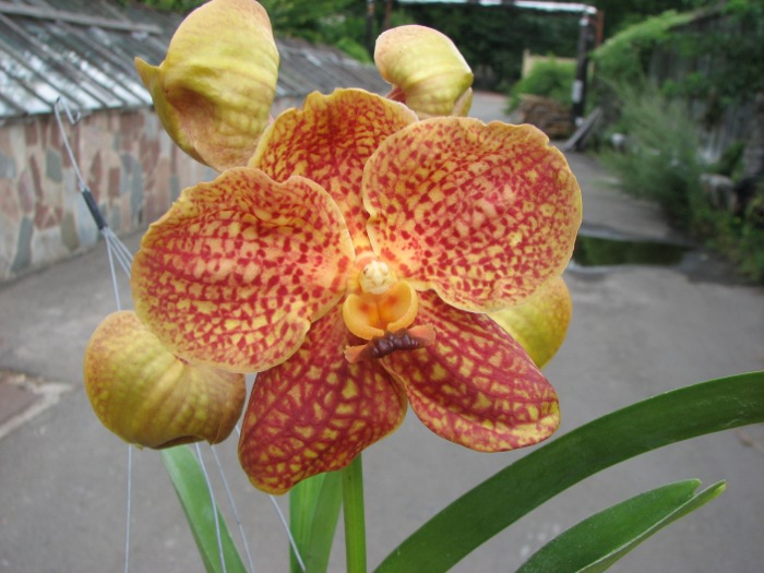 Vanda Vivan x Ascocenda Suksamran Gold.JPG