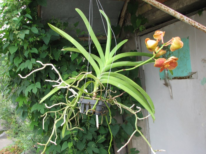 Vanda Vivan x Ascocenda Suksamran Gold.JPG