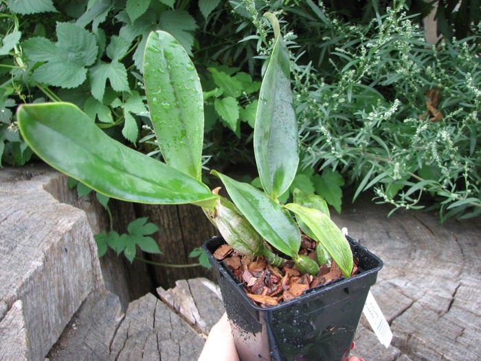 Cattleya walkeriana ('Cambara' x 'Bertona').JPG