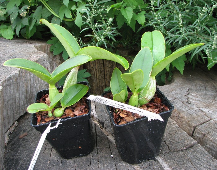Cattleya nobilior (coerulea x coerulensis).JPG