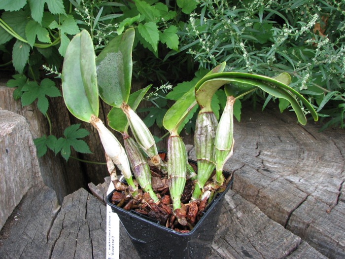 Cattleya walkeriana ('Show' x 'Sucesso').JPG